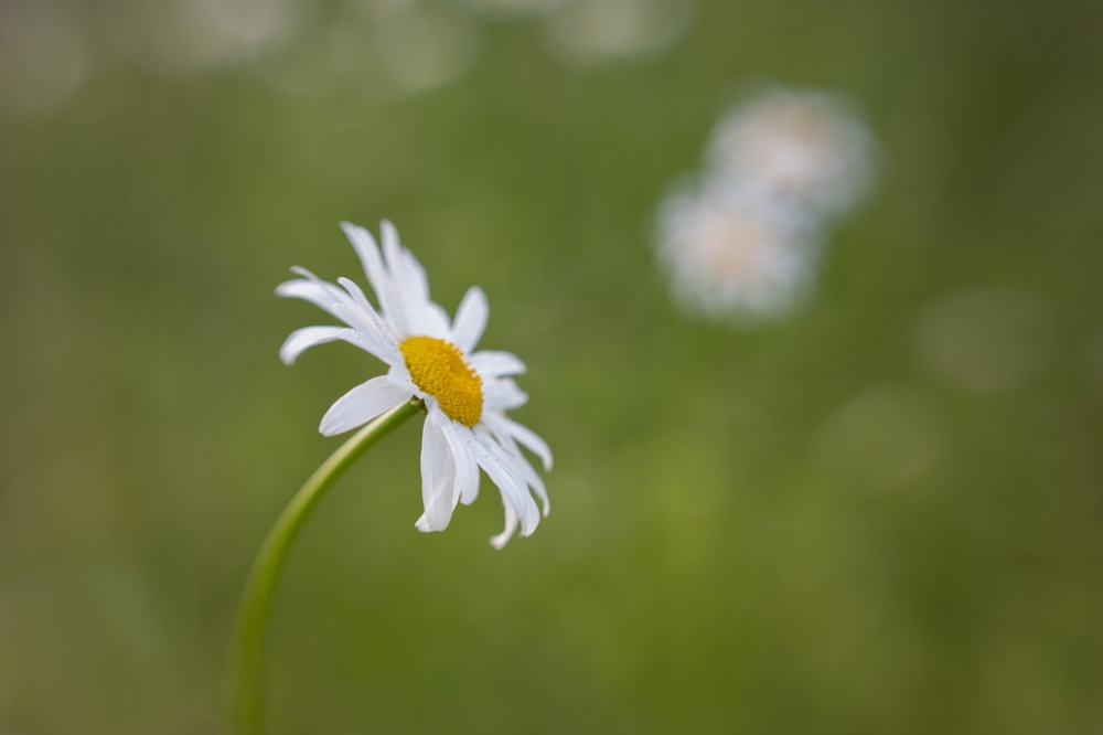 Mandy Williams Photography